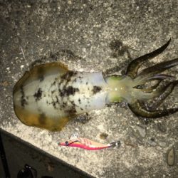 良型 秋イカ