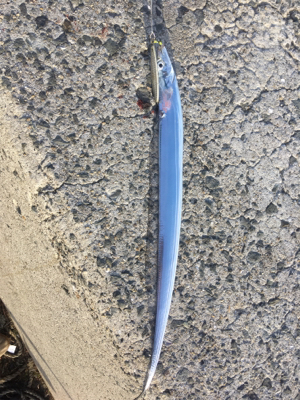 久し振りの朝ショア