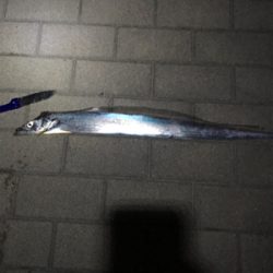 タチウオ初調査