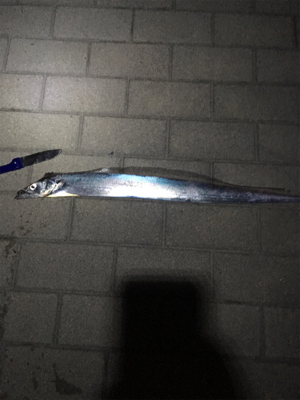 タチウオ初調査