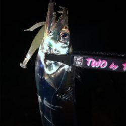 ライトゲームからのタチウオ。