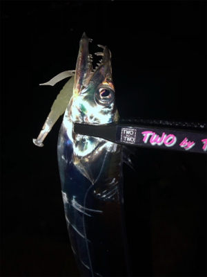 ライトゲームからのタチウオ。