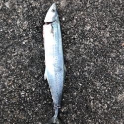 青物狙いでサゴシ