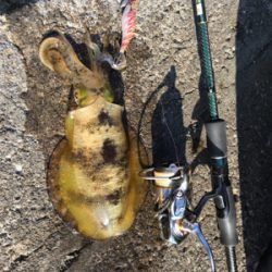 エギング・ジギング・アジング