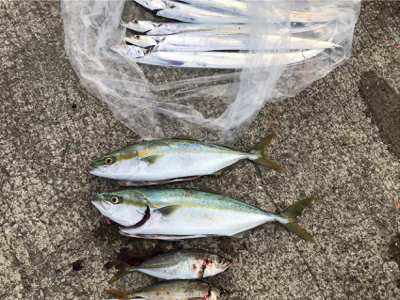 淡路島ランガン5種目達成