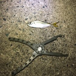 五目釣り達成!?