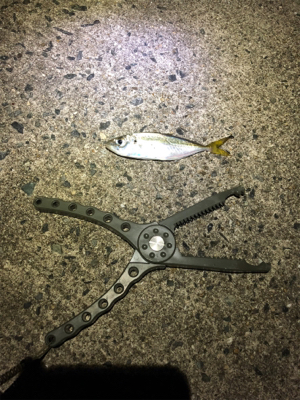 五目釣り達成！？