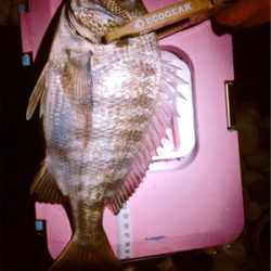 秋満喫！エンジョイライト五目ゲーム