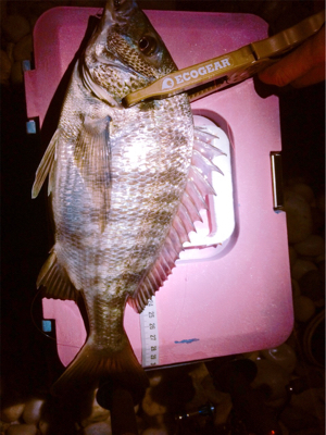 秋満喫！エンジョイライト五目ゲーム