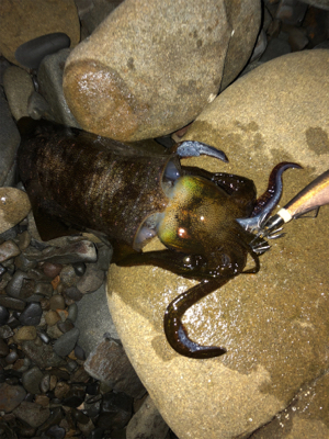 朝まづめに‼️…