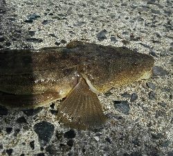 2018年10月14日釣行in野北漁港