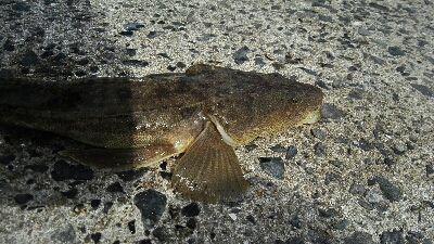 2018年10月14日釣行in野北漁港