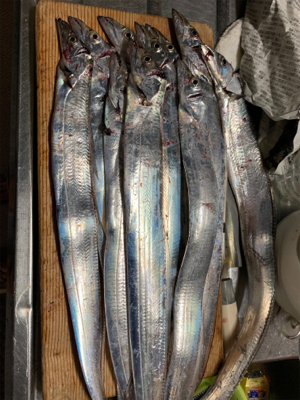 岸和田ワインド