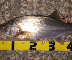 念願のシーバス