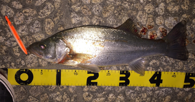 念願のシーバス