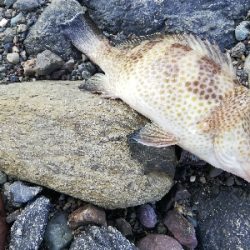 ショアジギング！