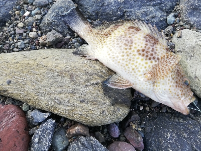 ショアジギング！