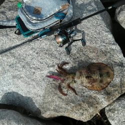 陸からでも！！