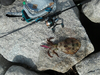 陸からでも！！