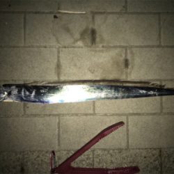 日が出てからの反応が…