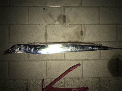 日が出てからの反応が…