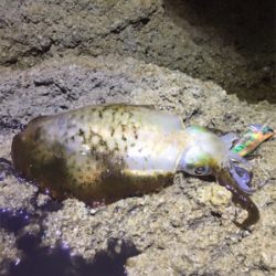 サイズはええね