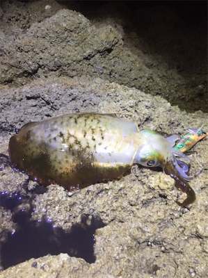 サイズはええね