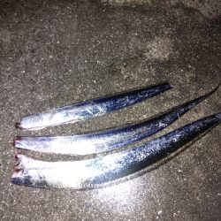 タチウオデートも面白い