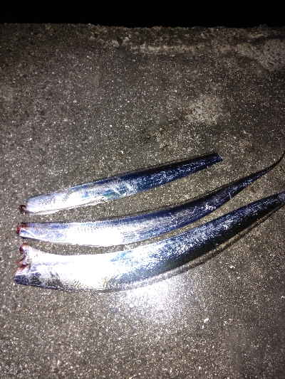 タチウオデートも面白い