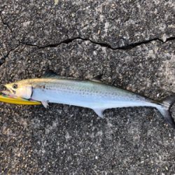 何とかサゴシ＋サバアジ爆釣！