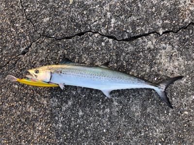 何とかサゴシ＋サバアジ爆釣！