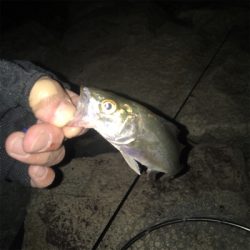 大阪奥湾アジング ニューロッド入魂