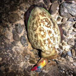 狙いの獲物!尺アジ