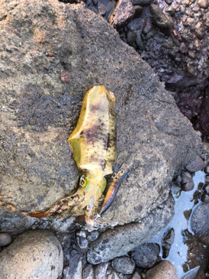 夕まずめ45分一本勝負！