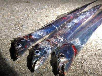 日曜日のタッチー釣行(^^)