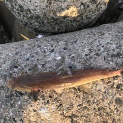 太刀魚は何処に行った？