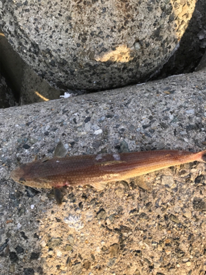 太刀魚は何処に行った？