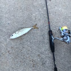 久々アジング釣果