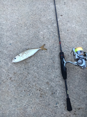 久々アジング釣果