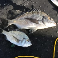 祭り逃亡からの釣り