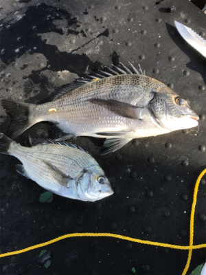 祭り逃亡からの釣り