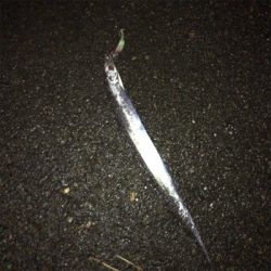 急に冷えたからか渋い