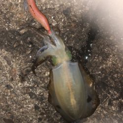 2夜連続のエギング