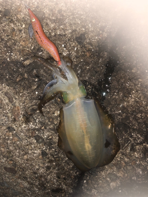 2夜連続のエギング