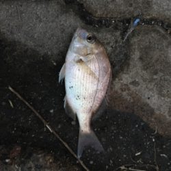 安定のジグサビキ