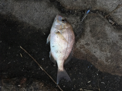 安定のジグサビキ