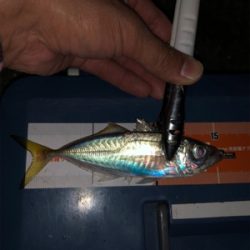 お池でアジング