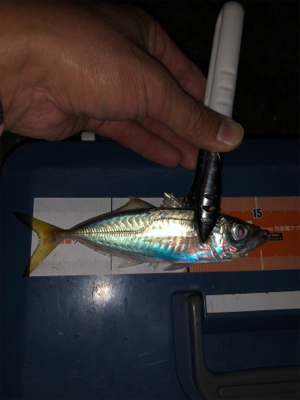 お池でアジング