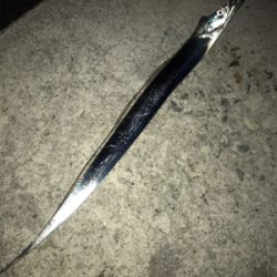 就寝前にタチウオ調査