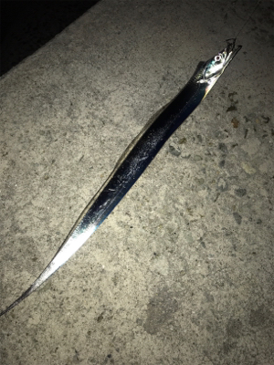 就寝前にタチウオ調査